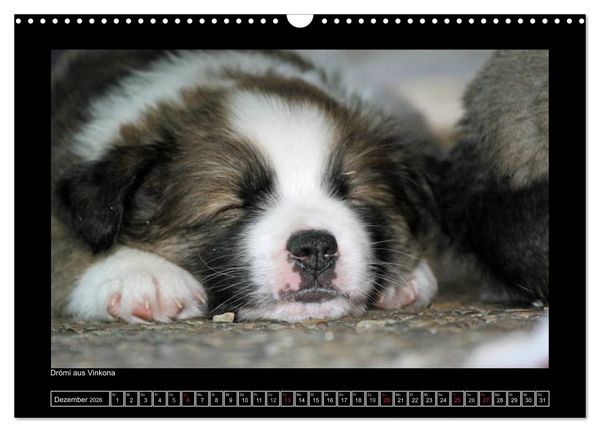 Produktbild: Islandhund - Welpen / CH-Version (Wandkalender 2026 DIN A3 quer), CALVENDO Monatskalender