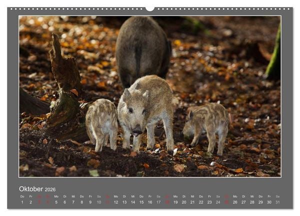 Produktbild: Tierbabys 2026 (hochwertiger Premium Wandkalender 2026 DIN A2 quer), Kunstdruck in Hochglanz