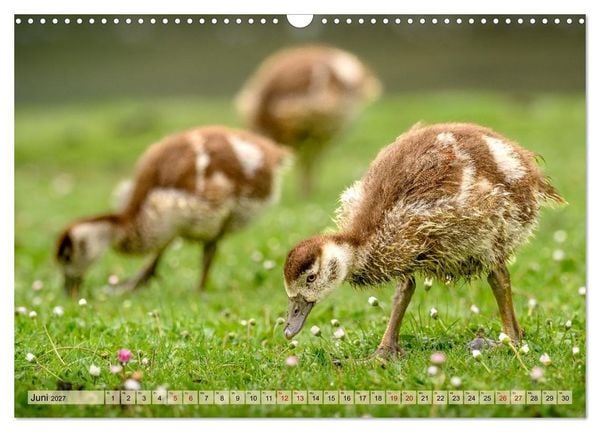 Produktbild: Gans sch&ouml;n wild (Wandkalender 2027 DIN A3 quer), CALVENDO Monatskalender