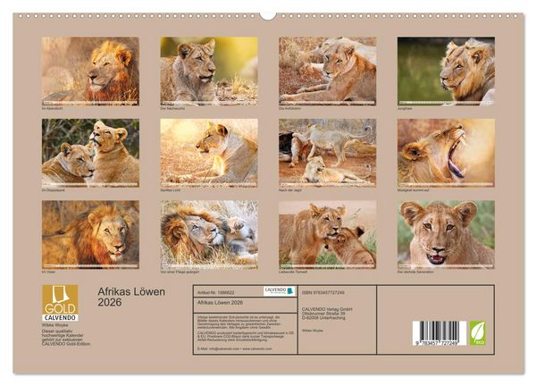Produktbild: Afrikas L&ouml;wen 2026 (hochwertiger Premium Wandkalender 2026 DIN A2 quer), Kunstdruck in Hochglanz