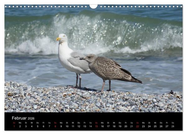 Produktbild: Hochseeeinsel Helgoland (Wandkalender 2026 DIN A3 quer), CALVENDO Monatskalender