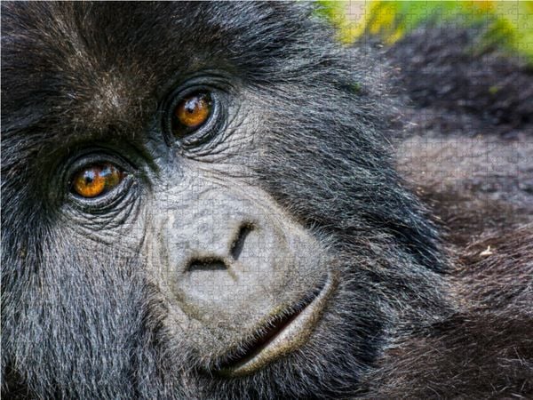 Produktbild: CALVENDO Puzzle Junger Berggorilla (gorilla beringei beringei) , Ruanda | 1000 Teile Lege-Gr&ouml;&szlig;e 64x48cm Foto-Puzzle f&uuml;r gl&uuml;ckliche Stunden