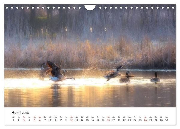 Produktbild: Morgendliche Stimmungen in Nordhessen (Wandkalender 2026 DIN A4 quer), CALVENDO Monatskalender
