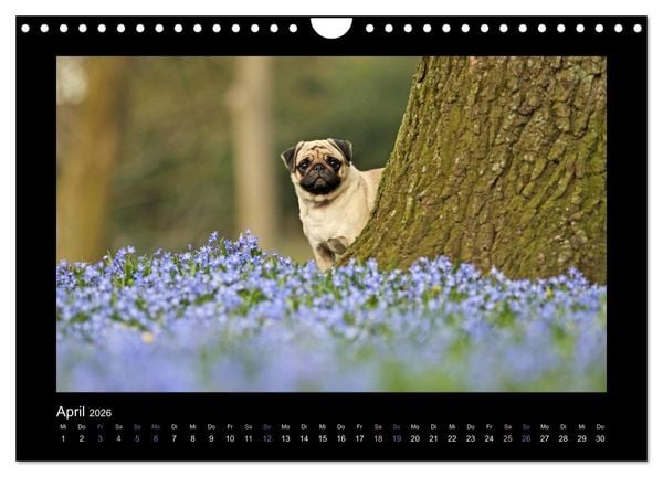 Produktbild: Der Feldfurchen-Mops (Wandkalender 2026 DIN A4 quer), CALVENDO Monatskalender
