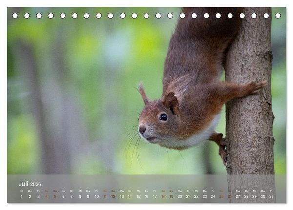 Produktbild: Bezaubernde Eichh&ouml;rnchen (Tischkalender 2026 DIN A5 quer), CALVENDO Monatskalender
