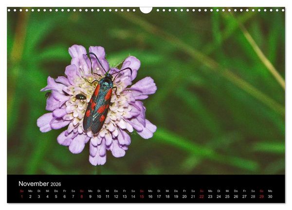 Produktbild: Heimische Schmetterlinge (Wandkalender 2026 DIN A3 quer), CALVENDO Monatskalender