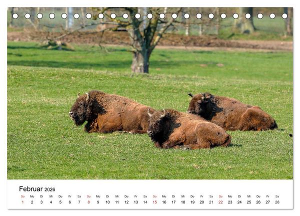 Produktbild: Wilde Tiere unserer Heimat (Tischkalender 2026 DIN A5 quer), CALVENDO Monatskalender