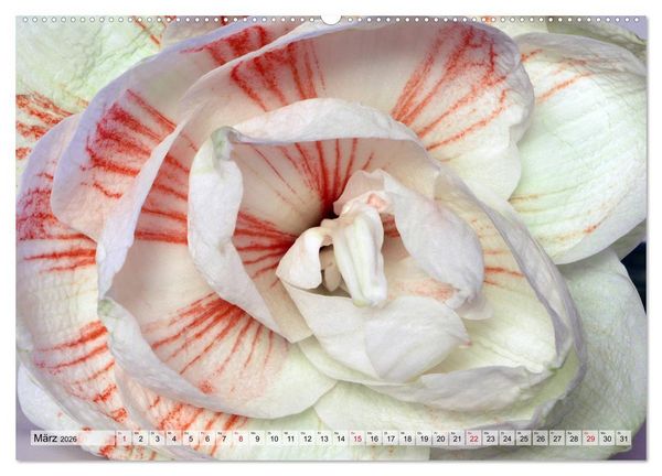 Produktbild: Amaryllis-Bl&uuml;ten (Wandkalender 2026 DIN A2 quer), CALVENDO Monatskalender