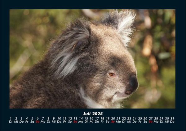Produktbild: Koala 2025 Fotokalender DIN A4