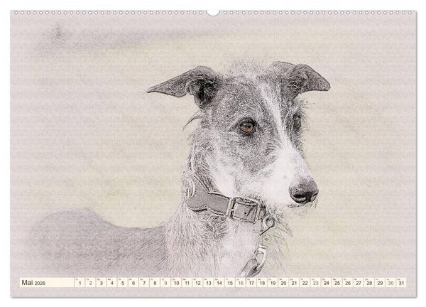 Produktbild: Windhunde 2026 (hochwertiger Premium Wandkalender 2026 DIN A2 quer), Kunstdruck in Hochglanz