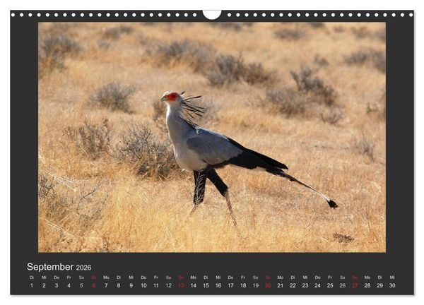 Produktbild: Facetten Namibias (Wandkalender 2026 DIN A3 quer), CALVENDO Monatskalender