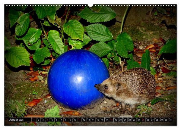 Produktbild: Meine Igel (Wandkalender 2026 DIN A2 quer), CALVENDO Monatskalender