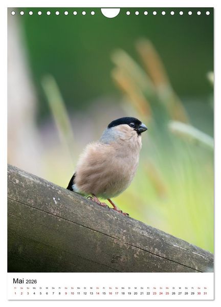 Produktbild: Heimische V&ouml;gel in Ihren G&auml;rten (Wandkalender 2026 DIN A4 hoch), CALVENDO Monatskalender