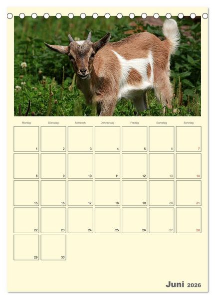 Produktbild: Zwergziegen (Tischkalender 2026 DIN A5 hoch), CALVENDO Monatskalender