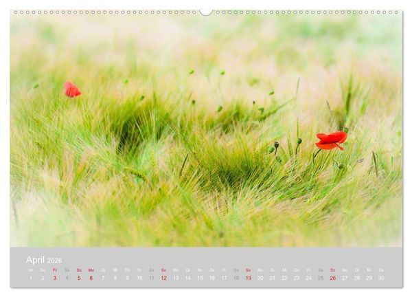Produktbild: Zauber des Mohns (Wandkalender 2026 DIN A2 quer), CALVENDO Monatskalender