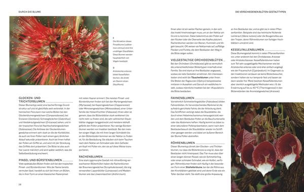Produktbild: Die Welt in voller Bl&uuml;te: Eine botanische Entdeckungsreise zu den sch&ouml;nsten Bl&uuml;tenpflanzen der Welt