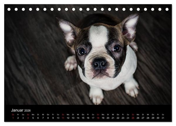 Produktbild: Colored Boston Terrier 2026 (Tischkalender 2026 DIN A5 quer), CALVENDO Monatskalender