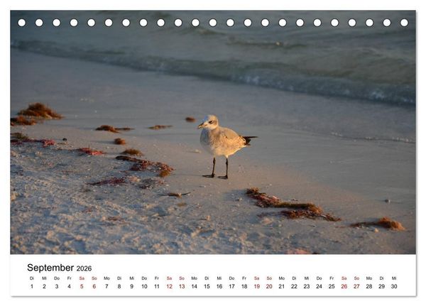Produktbild: M&ouml;wen am Meer (Tischkalender 2026 DIN A5 quer), CALVENDO Monatskalender