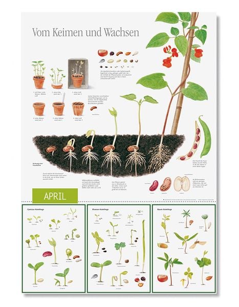Produktbild: Natur erleben durch das Jahr - 3