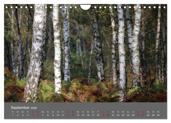 Produktbild: Wahner Heide - Aussichten und Begegnungen (Wandkalender 2026 DIN A4 quer), CALVENDO Monatskalender