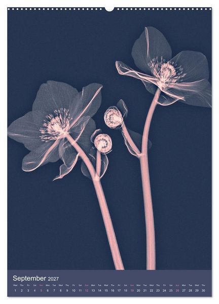 Produktbild: Blossoms between light and colour (Wall Calendar 2027 DIN A2 portrait), CALVENDO 12 Month Wall Calendar