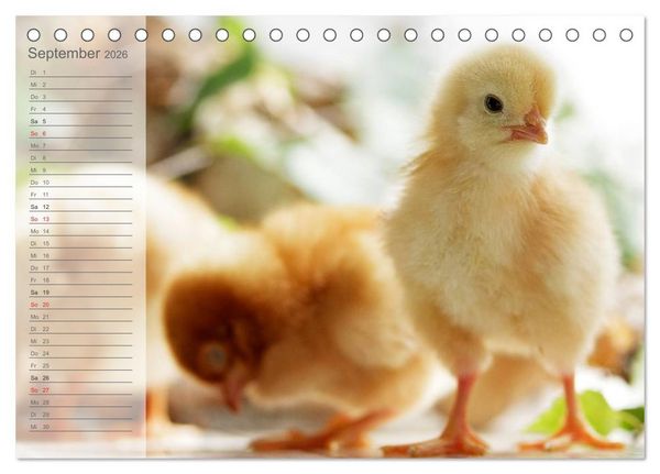 Produktbild: K&uuml;ken in der Kinderstube Terminplaner (Tischkalender 2026 DIN A5 quer), CALVENDO Monatskalender