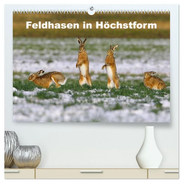 Produktbild: Feldhasen in H&ouml;chstform (hochwertiger Premium Wandkalender 2027 DIN A2 quer), Kunstdruck in Hochglanz