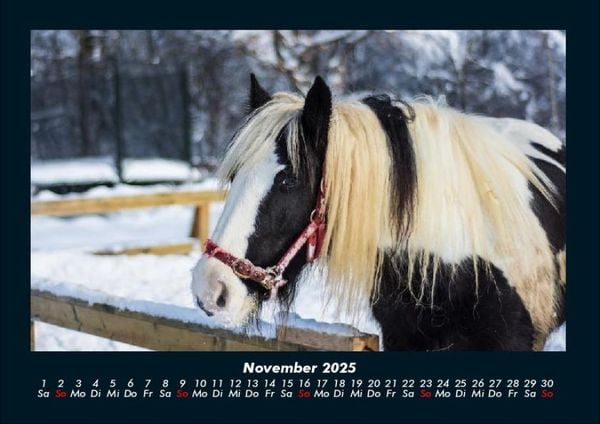 Produktbild: Pferdetraum 2025 Fotokalender DIN A4