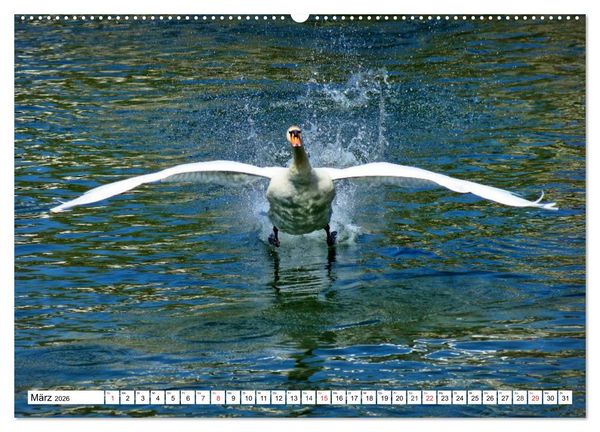 Produktbild: Elegante Schw&auml;ne (hochwertiger Premium Wandkalender 2026 DIN A2 quer), Kunstdruck in Hochglanz