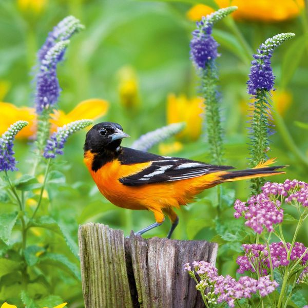 Produktbild: Birds 2027