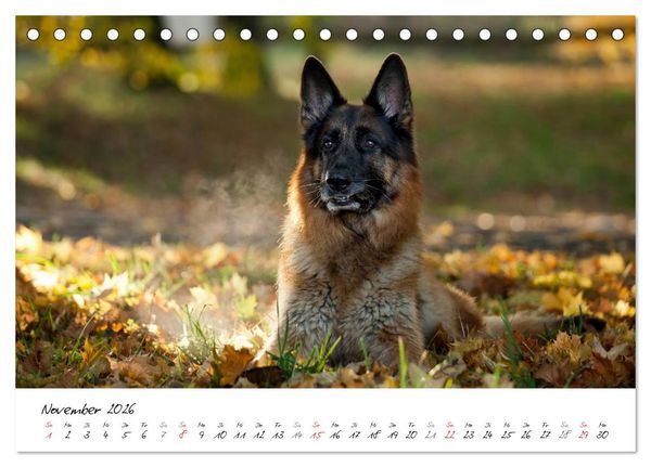 Produktbild: Deutscher Sch&auml;ferhund / CH-Version (Tischkalender 2026 DIN A5 quer), CALVENDO Monatskalender