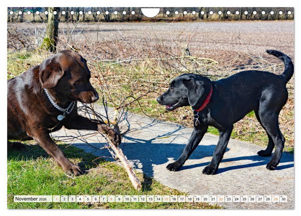 Produktbild: Beste Buddys (Wandkalender 2026 DIN A4 quer), CALVENDO Monatskalender
