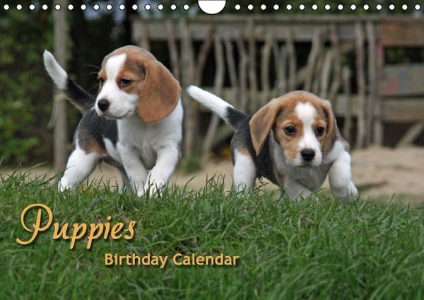 Produktbild: Puppies Birthday Calendar / UK-Version (Wall Calendar perpetual DIN A4 Landscape)