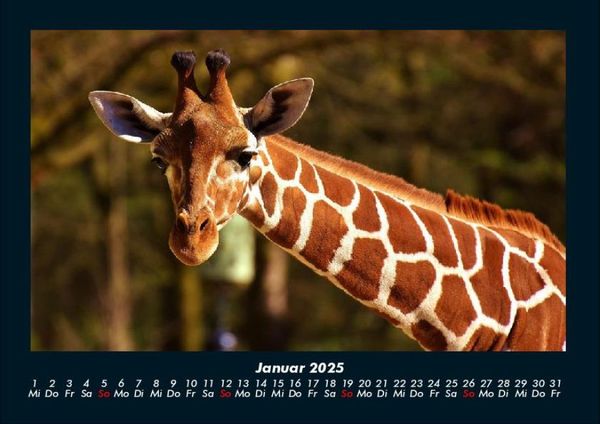 Produktbild: Giraffen 2025 Fotokalender DIN A4