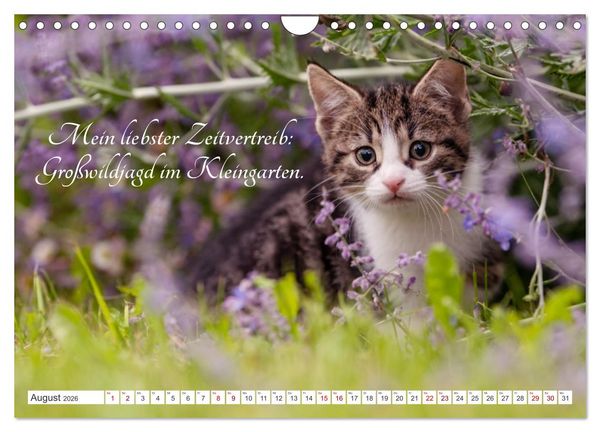 Produktbild: Kitten auf Entdeckungsreise (Wandkalender 2026 DIN A4 quer), CALVENDO Monatskalender