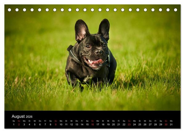 Produktbild: French Bulldog aktiv, verspielt, sportlich (Tischkalender 2026 DIN A5 quer), CALVENDO Monatskalender