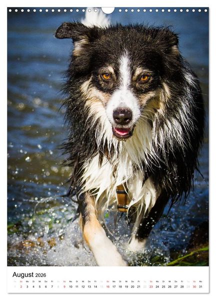 Produktbild: Australian Shepherd &ndash; Mit dem Aussie unterwegs (Wandkalender 2026 DIN A3 hoch), CALVENDO Monatskalender