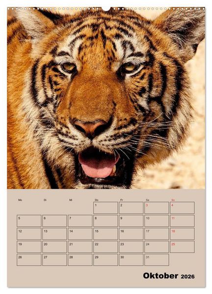 Produktbild: Gro&szlig;katzen. Raubkatzengesichter (hochwertiger Premium Wandkalender 2026 DIN A2 hoch), Kunstdruck in Hochglanz
