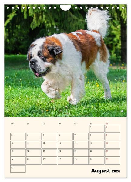 Produktbild: Bernhardiner - Mit dem St. Bernhardshund durch das Jahr (Wandkalender 2026 DIN A4 hoch), CALVENDO Monatskalender