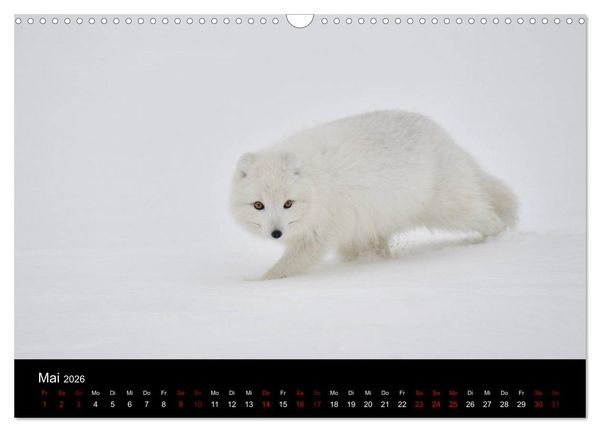 Produktbild: Polarfuchsstudien Wildlife (Wandkalender 2026 DIN A3 quer), CALVENDO Monatskalender