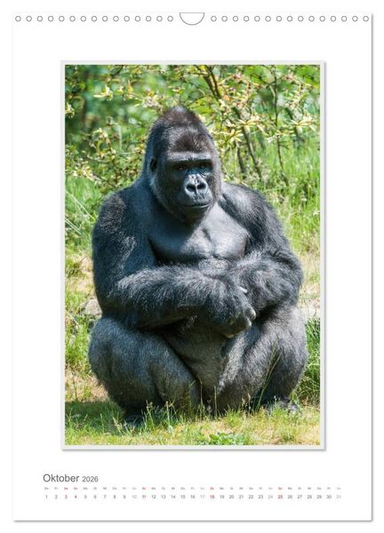 Produktbild: Emotionale Momente: Aus dem Leben der Familie Gorilla. (Wandkalender 2026 DIN A3 hoch), CALVENDO Monatskalender