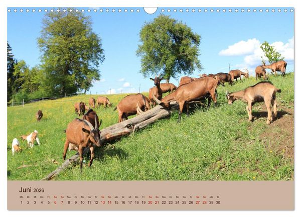 Produktbild: Bauernhoftiere - Von Klein bis Gro&szlig;, mit Fell und mit Federn. (Wandkalender 2026 DIN A3 quer), CALVENDO Monatskalender