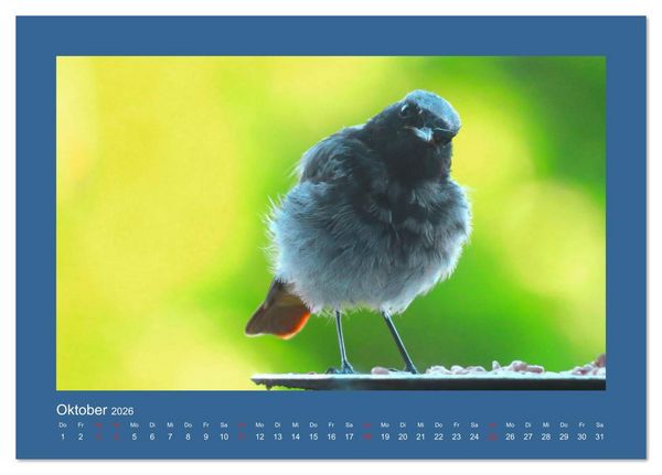 Produktbild: Vogelportr&auml;ts - Heimische V&ouml;gel auf meinem Balkon (Tischkalender 2026 DIN A5 quer), CALVENDO Monatskalender
