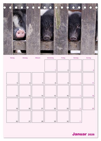 Produktbild: Schweinischer Terminplaner (Tischkalender 2026 DIN A5 hoch), CALVENDO Monatskalender