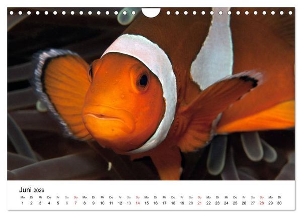 Produktbild: Highlights aus dem Meer - Tauchkalender (Wandkalender 2026 DIN A4 quer), CALVENDO Monatskalender