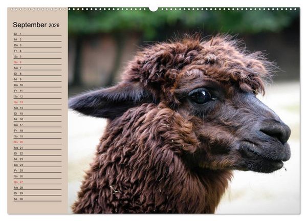Produktbild: Alpakas und Lamas (hochwertiger Premium Wandkalender 2026 DIN A2 quer), Kunstdruck in Hochglanz