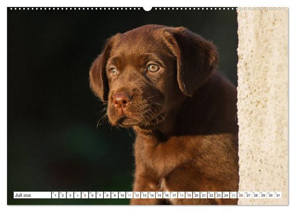 Produktbild: Freund auf 4 Pfoten - Labrador Retriever (Wandkalender 2026 DIN A2 quer), CALVENDO Monatskalender