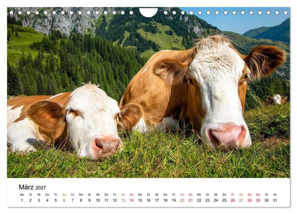 Produktbild: Bergk&uuml;he auf der Alm - Natur pur (Wandkalender 2027 DIN A4 quer), CALVENDO Monatskalender