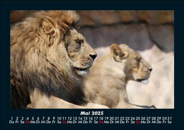Produktbild: L&ouml;wen in der Wildnis 2025 Fotokalender DIN A5