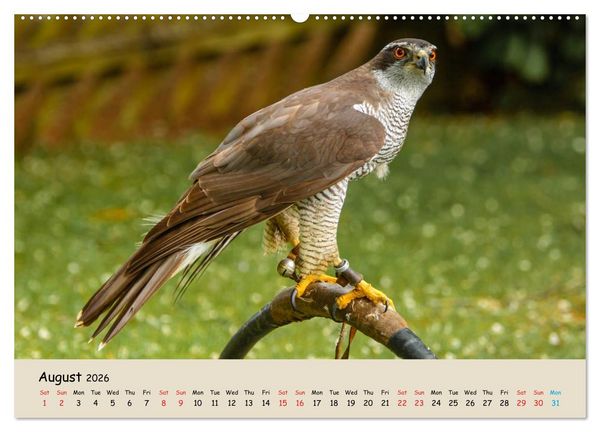Produktbild: British Birds of Prey (High Quality Premium Wall Calendar 2026 DIN A2 landscape),CALVENDO 12 Month Wall Calendar